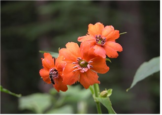 동자꽃, 패랭이꽃… 자생식물 6종 씨앗 드립니다